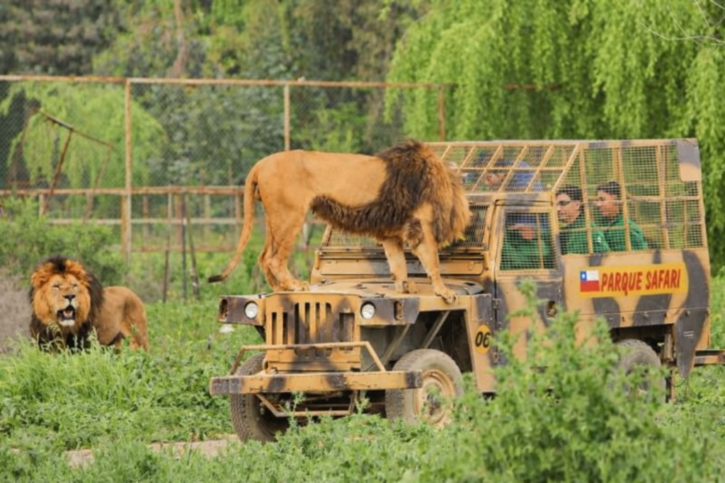 Leões durante passeio no Parque Safari de Rancagua no Chile em veículo de observação