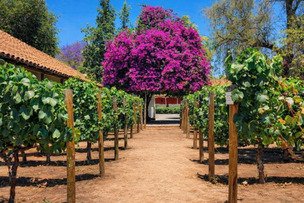 Vinhedo no Vale do Maipo no Chile com parreiras e paisagem de enoturismo